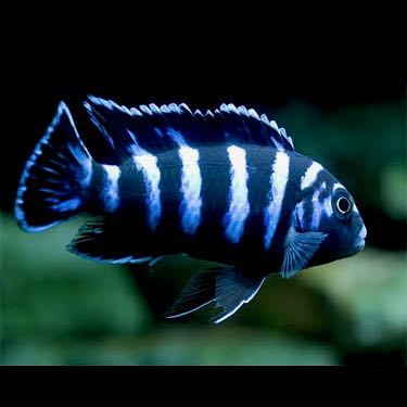 Pseudotropheus demasoni 3-4 cm